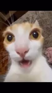 Surprised Pikachu